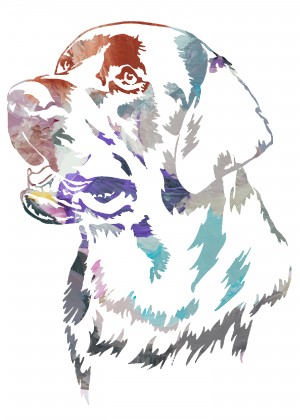 Dogs head